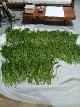 팜모닝 · 게시글 이미지