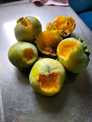 임곡농장김향중님의 자유주제 · 자유게시판 작성글 사진