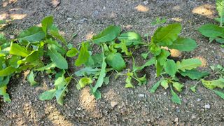 김경영님의 농사, 무엇이든 물어보세요! · 참여글 작성글 사진