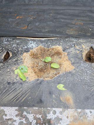 박기식 님의 자유주제 · 자유게시판 작성글 사진