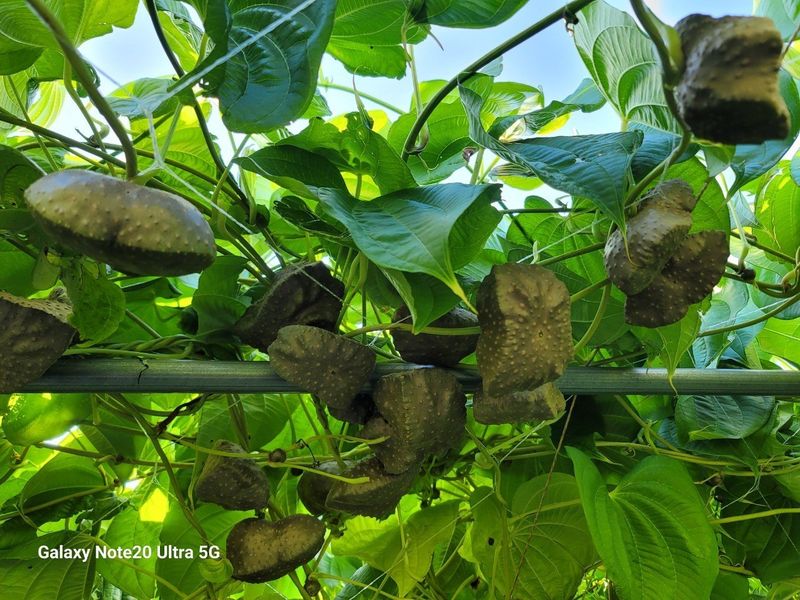 이용찬 열매마농원님의 장터 판매 상품 [수확한 햇열매마(하늘마) 3kg] 첨부 사진