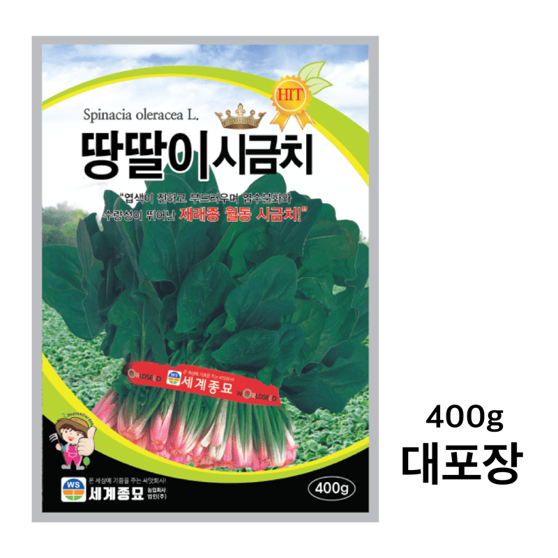 장터 상품 [[무료배송] 월동 섬초 땅딸이시금치 400g 대포장 겨울시금치 종자 시금치씨] 썸네일