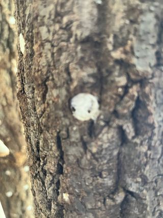 낙엽교목류17871님의 농사, 무엇이든 물어보세요! · 참여글 작성글 사진