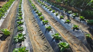 농업인님의 자유주제 · 자유게시판 작성글 사진