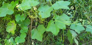 작은농부님의 자유주제 · 자유게시판 작성글 사진