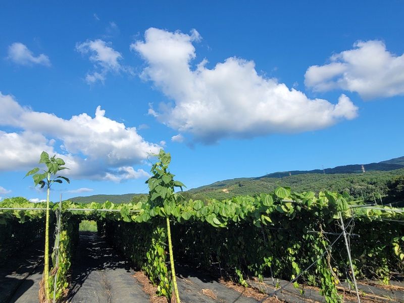 이용찬 열매마농원님의 장터 판매 상품 [수확한 햇열매마(하늘마) 3kg] 첨부 사진