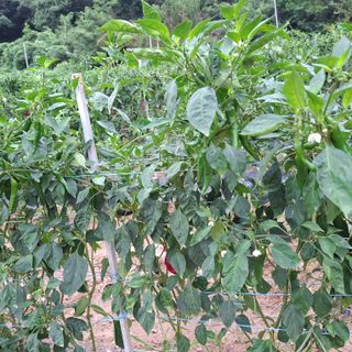 오영도님의 자유주제 · 자유게시판 작성글 사진