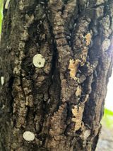 팜모닝 농사, 무엇이든 물어보세요!·참여글 게시글 이미지