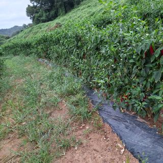 오영도님의 자유주제 · 자유게시판 작성글 사진