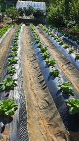 팜모닝 자유주제·자유게시판 게시글 이미지