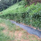 팜모닝 자유주제·자유게시판 게시글 이미지