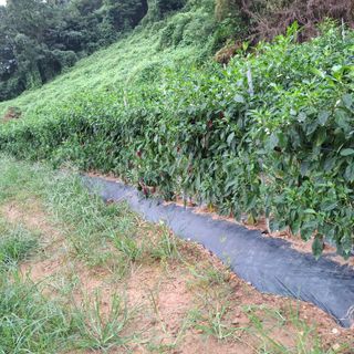 오영도님의 자유주제 · 자유게시판 작성글 사진