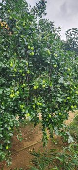 팜모닝 자유주제·자유게시판 게시글 이미지