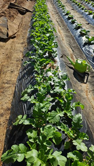 농업인님의 자유주제 · 자유게시판 작성글 사진