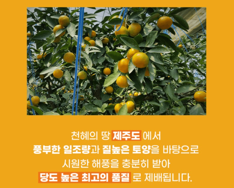 스피드번님의 장터 판매 상품 [제주직송 노지감귤] 첨부 사진