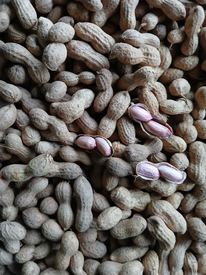 사랑으로님의 장터 판매 상품 [토종땅콩] 첨부 사진