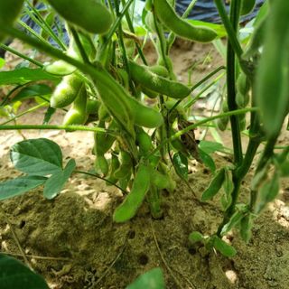 믿고사는농원-송미경님의 자유주제 · 자유게시판 작성글 사진