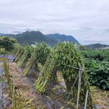 팜모닝 자유주제·자유게시판 게시글 이미지