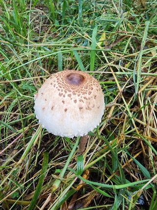 제주부자팜님의 자유주제 · 자유게시판 작성글 사진