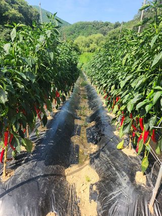 갈마골님의 작성글 사진