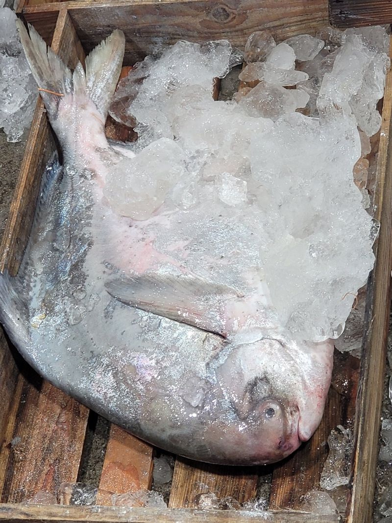 김진국님의 장터 판매 상품 [완도 국내 자연산 덕자병어(생물기준 대형 300g 특대 500g 특특대형 700g 전후)제수용] 첨부 사진