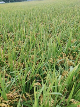 재연농장님의 자유주제 · 자유게시판 작성글 사진