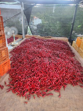 갈마골님의 작성글 사진