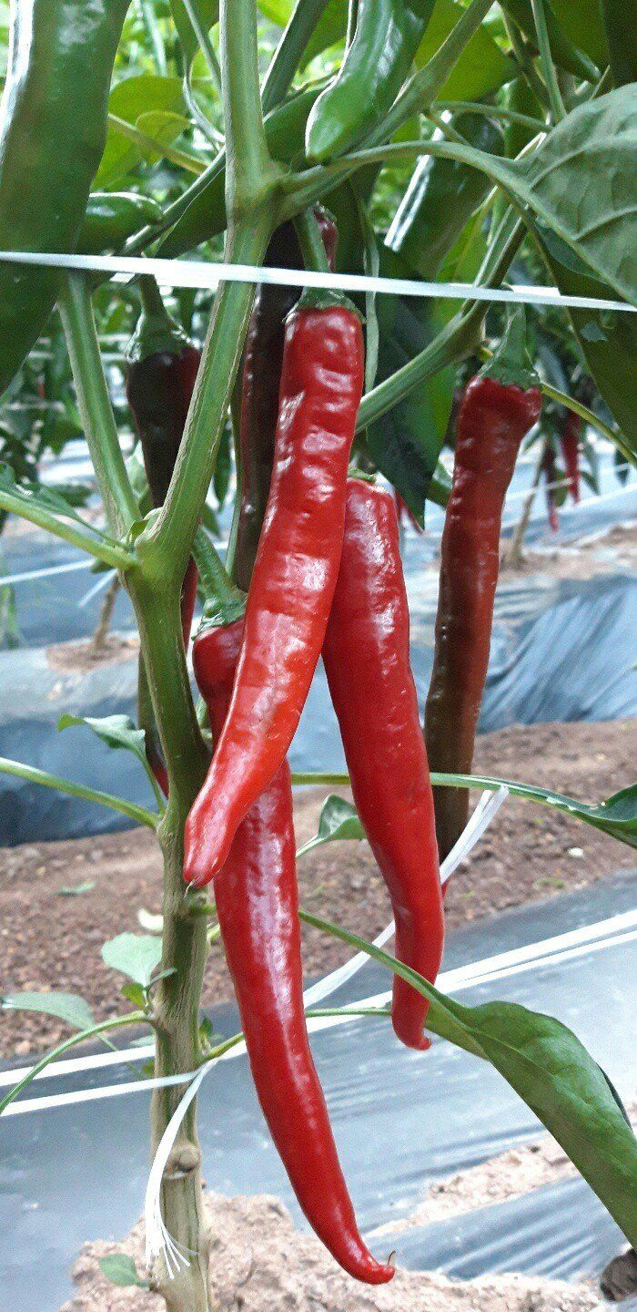 갈마골님의 장터 판매 상품 [고춧가루 600g] 첨부 사진