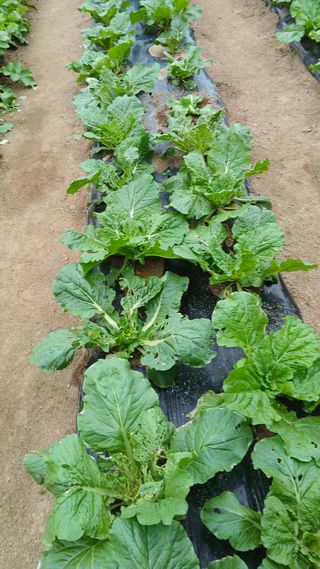 초보텃밭님의 자유주제 · 자유게시판 작성글 사진