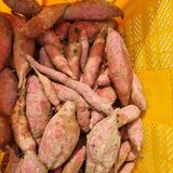 팜모닝 자유주제·자유게시판 게시글 이미지