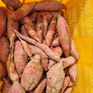 믿고사는농원-송미경님의 자유주제 · 자유게시판 작성글 사진