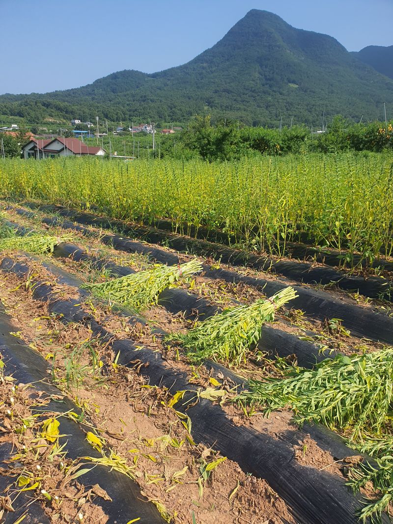 김영복님의 장터 판매 상품 [햇참깨 ] 첨부 사진