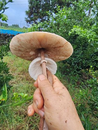 제주부자팜님의 자유주제 · 자유게시판 작성글 사진