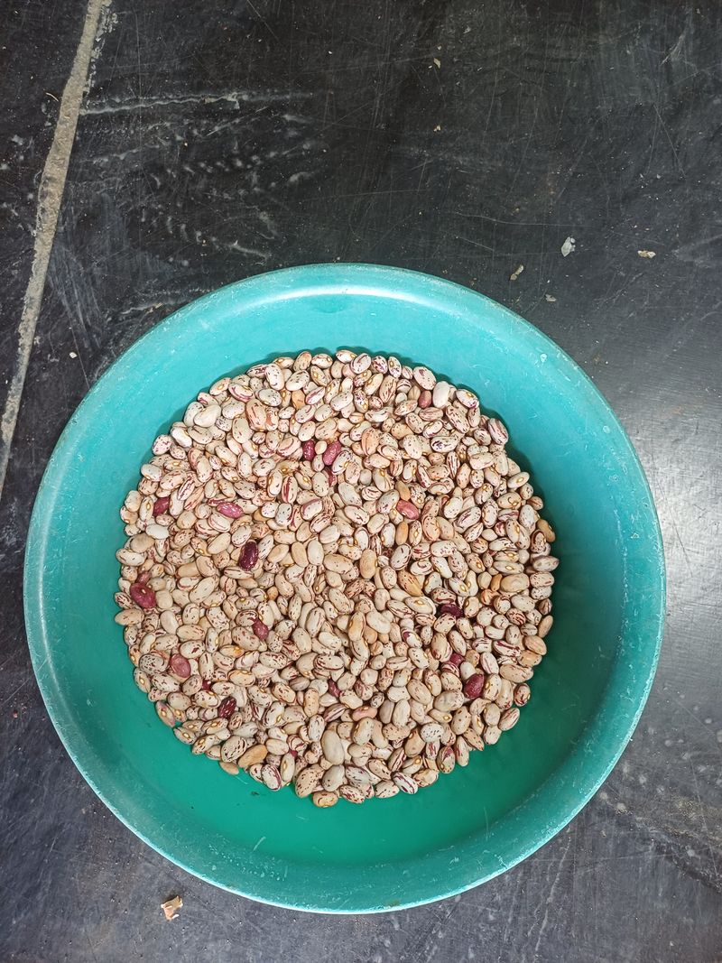 장터 상품 [2025. 햇 호랑이 강낭콩 1kg] 썸네일