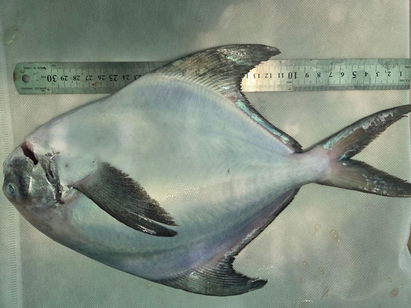 김진국님의 장터 판매 상품 [완도 국내 자연산 덕자병어(생물기준 대형 300g 특대 500g 특특대형 700g 전후)제수용] 첨부 사진