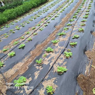 (복조리농장)김찬두님의 자유주제 · 자유게시판 작성글 사진