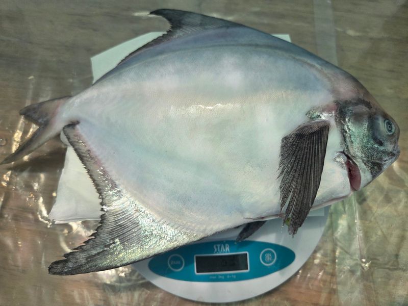 장터 상품 [완도 국내 자연산 덕자병어(생물기준 대형 300g 특대 500g 특특대형 700g 전후)제수용] 썸네일