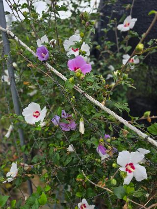 약초원 김종군님의 자유주제 · 자유게시판 작성글 사진