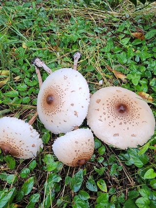 제주부자팜님의 자유주제 · 자유게시판 작성글 사진