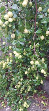 팜모닝 자유주제·자유게시판 게시글 이미지