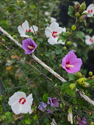 약초원 김종군님의 자유주제 · 자유게시판 작성글 사진