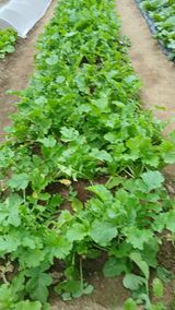 팜모닝 자유주제·자유게시판 게시글 이미지