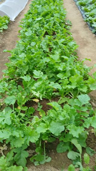 초보텃밭님의 자유주제 · 자유게시판 작성글 사진