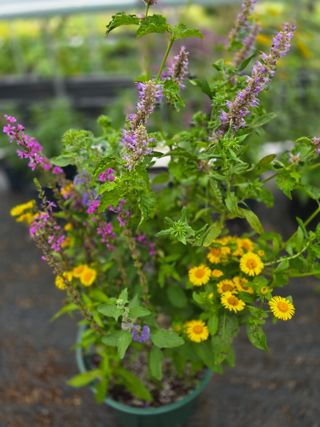 약초원 김종군님의 자유주제 · 자유게시판 작성글 사진