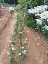 팜모닝 농사, 무엇이든 물어보세요!·참여글 게시글 이미지