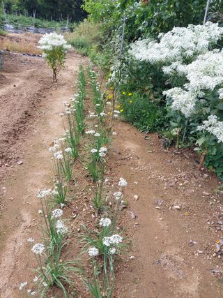 아산이쁘니95960님의 농사, 무엇이든 물어보세요! · 참여글 작성글 사진