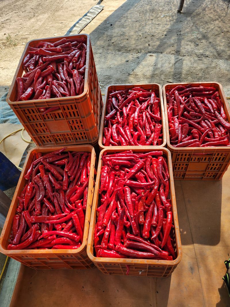 갈마골님의 장터 판매 상품 [고춧가루 600g] 첨부 사진