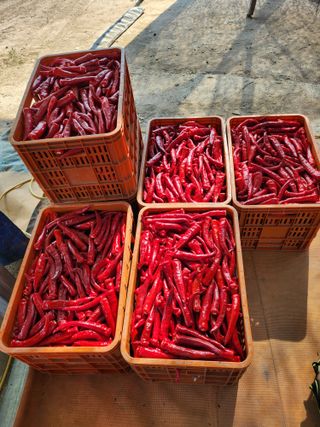 갈마골님의 작성글 사진