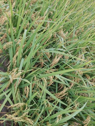 재연농장님의 자유주제 · 자유게시판 작성글 사진