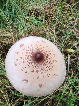 제주부자팜님의 자유주제 · 자유게시판 작성글 사진